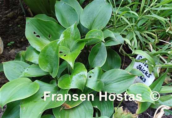 Hosta Swizzle Sticks